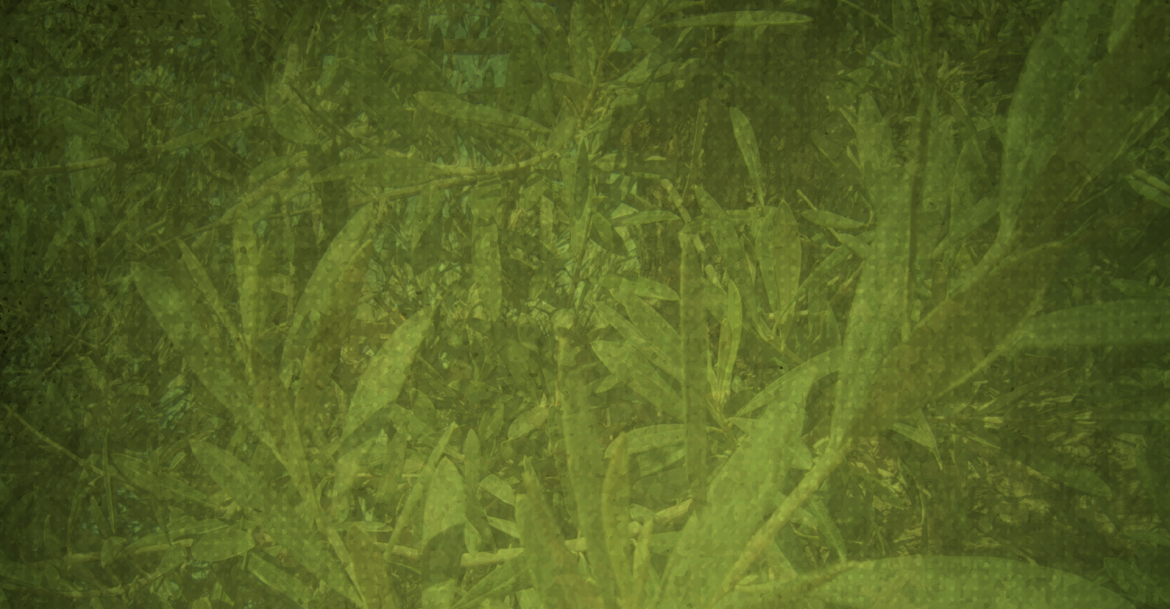fondo-slider.png