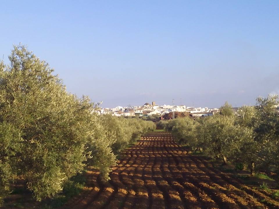palenciana-3.jpg